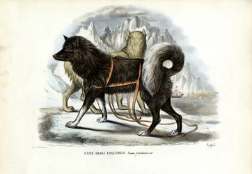 Inuitský saňový pes, 1863-79